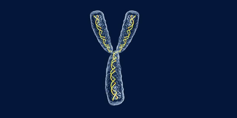 как проходит тест y хромосомы